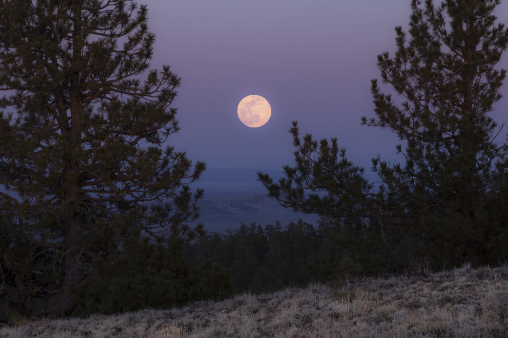 Full moon over a dusky pine landscape